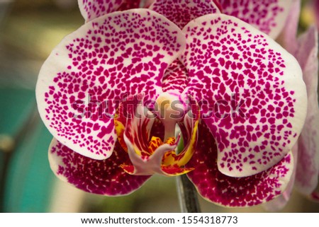 Close-up stunning texture white red color orchid flower picture