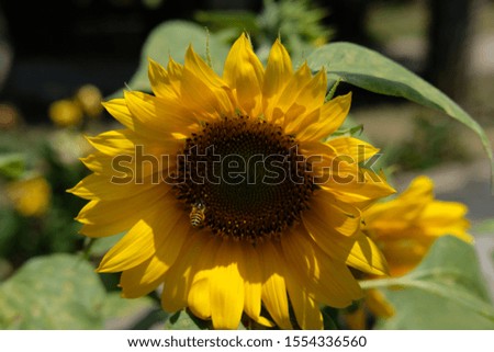 Wide shoot picture of Honeybee flying to collect pollen on a sunflower in the morning