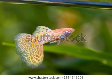 Multi color Poecilia reticulata,on nature background,platinum guppy