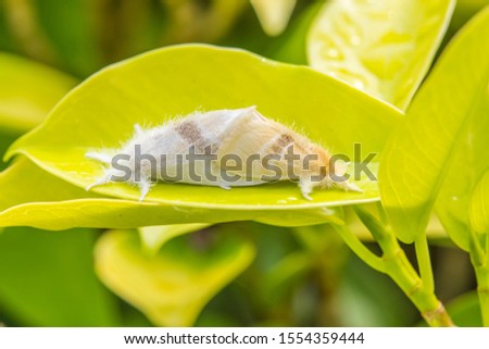 moth mating on green leaf