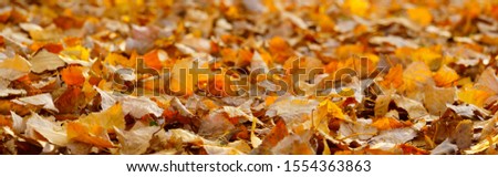 autumn leaves background. panorama view of fallen poplar leaves
