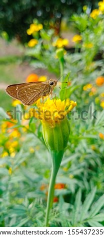 butterfly kisses the marigold flower and touch his tongue.
