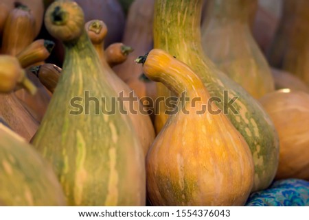 Fresh pumpkin at the fruit and vegetable market. Natural products concept