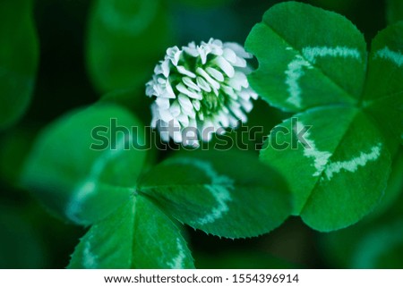 beautiful clover flower with leaves on blurred natural background