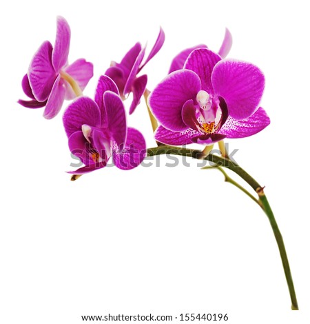 Very rare purple orchid isolated on white background. Closeup. Royalty-Free Stock Photo #155440196