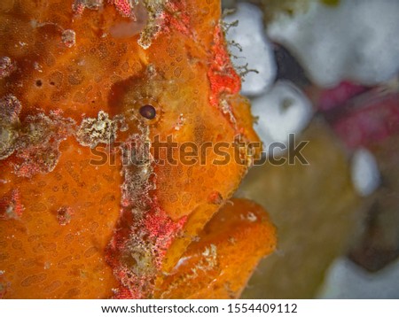 Giant frogfish, Riesen Anglerfisch (Antennarius commerson)