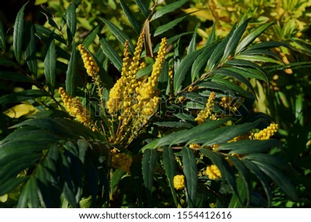Yellow flowers of Mahonia confusa in winter