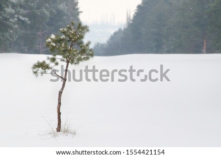 A young pine tree grows alone in a snowy meadow. The time of year is winter.