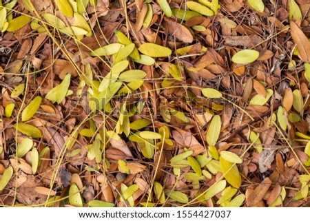 Texture Created From Yellow and Brown Autumn Leaves Laying on The Ground