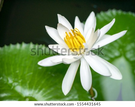 White  lotus with green leaf 