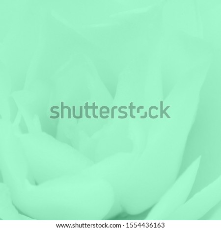 Flower petals in trendy mint color toned. Color trend 2020 Neo mint. Abstract new mint color background. Seafoam Green Abstract light green background with camellia  flower petals, close up macro.