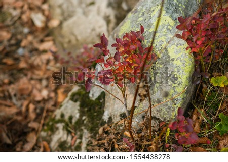 Autumn colors in Krasnaya Polyana and nearby