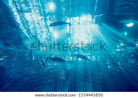 Fish in the huge water tank