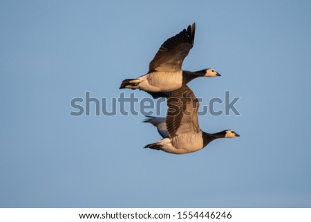 Goose in flight. A duo just flew over at the sunset time. 