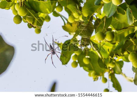 Spider is hanging from tree in the forest