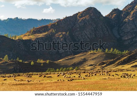 A flock of sheep grazes at the foot of the mountain. Russia, mountain Altai, Ongudaysky district, the picture was taken near the village of Tuecta