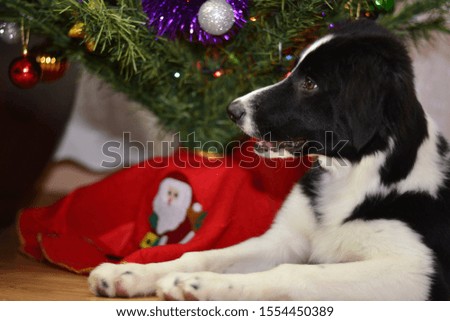 Border Collie young dog under a Christmas tree