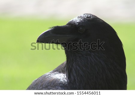Black Crow close up over green grass