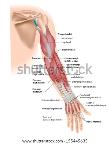 Muscles Of The Arm Anterior Labeled Stock Photo 155445683 Avopix Com
