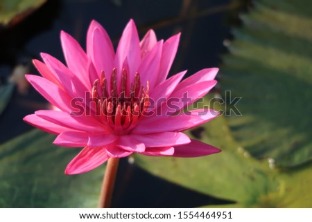 A pink blooming water lily flower in Talay Noi Lake, Phattalung, Thailand