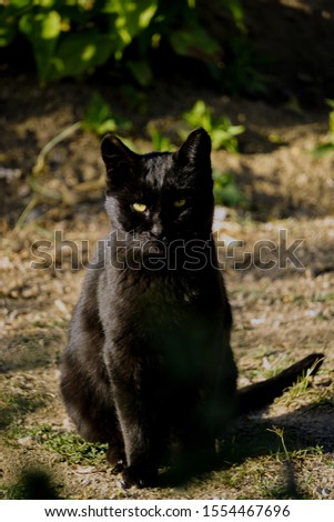 Black cat portrait close up view