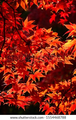 Fully red of Japanese maple leaves in November with warm sun light. Autumn leaves for background.