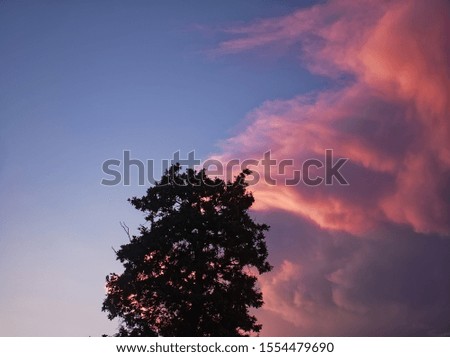 tree on the background of a colorful sunset in summer, Moscow
