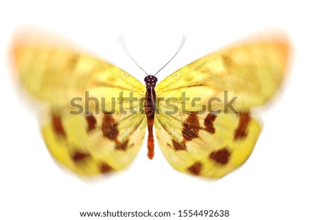 tropical white butterfly with blurry wings isolated on white background. template for summer design