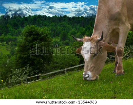 Cow eating grass, close up shot