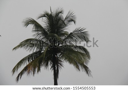 Coconut Tree on a Cloudy Day