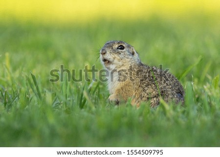 European ground squirrel, spermophilus citellus, whistling and watching alerted on a green meadow. Little mammal calling with mouth open.