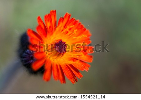 Orange Hawkweed flower or Pilosella aurantiaca