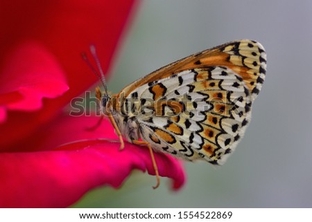 Close up of butterfly Melitaea cinxia.