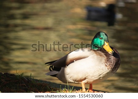 Photogenic mallard posing at the camera with the sunlight covering her feathers near the lake