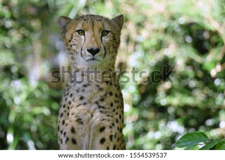 Cheetah face in front of forest background