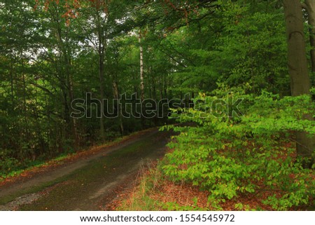 view beech forest in autumn. Autumn landscape in the mountains of the Luzicke hory in the Czech Republic