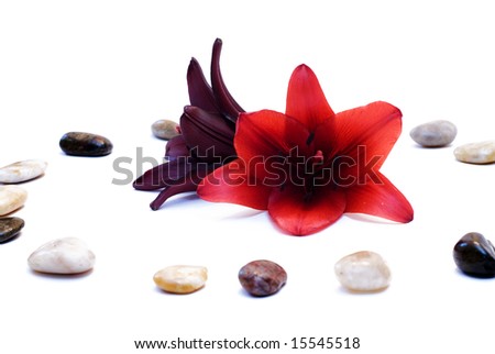 Two tiger lillies surrounded by river rocks, isolated on a white background