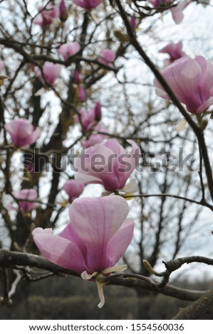 
flowering magnolia tree in spring