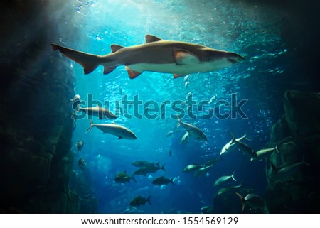 Shark in the underwater world