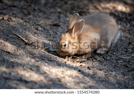 An island where many cute rabbits live