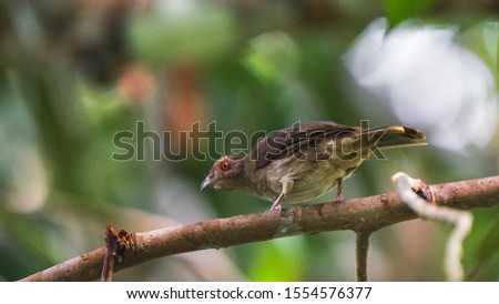 Close-up of Red-eyed Bulbul (Pycnonotus brunneus) bird. This image may blur, contain grain, or noise effects because of image editing.