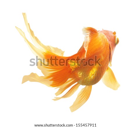 Gold Fish isolated on white background