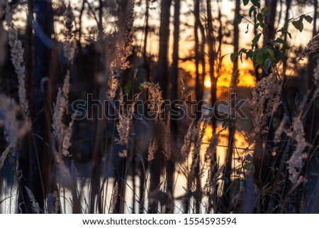 Wild grass on a sunset background. Beautiful sunset in the forest.