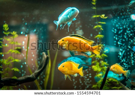Goldfish in freshwater aquarium with green beautiful planted tropical. fish in freshwater aquarium with green beautiful planted tropical.  Colorful fish on green background. Royalty-Free Stock Photo #1554594701