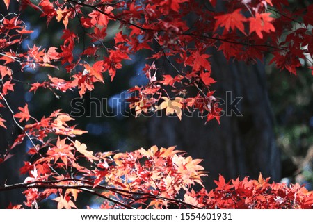 The leaf red in autumn of colored leaves is beautiful