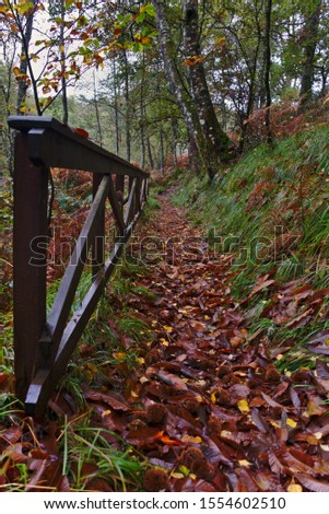 
Small wooden bridge covered by tree leaves in autumn forest