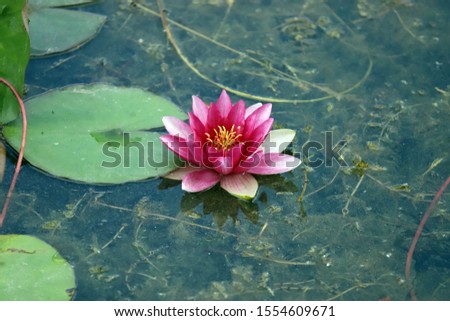 lake plant water lily flower