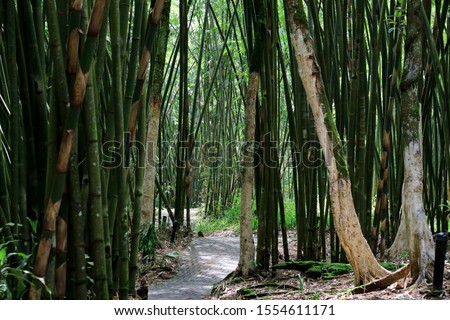 Groove of young bamboo tree with leaves, Full frame shot of bamboo trees (pohon bambu) Taken in Sibolangit, Indonesia                                