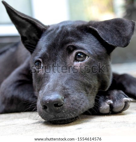 A Black Thai Ridgeback Puppy