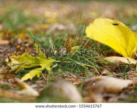 
autumn picture with acorn and foliage